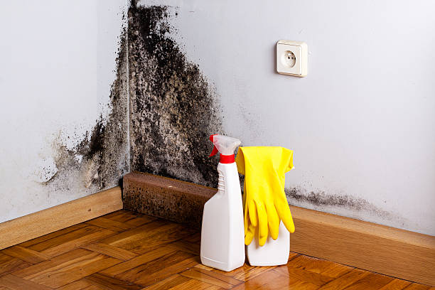 Water damage restoration experts